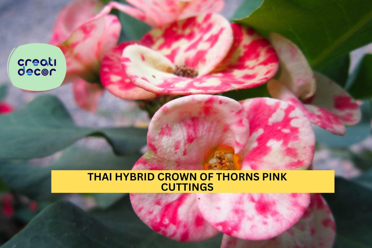 Rooted Thai Hybrid Crown of Thorns Cutting | Euphorbia Milii Pink Mix Succulent Plant | Drought-Tolerant, Easy Care Indoor or Outdoor