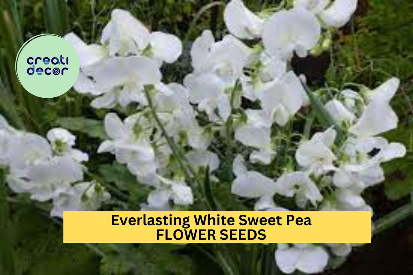 Everlasting White Sweet Pea Seeds – Perennial Climbing Vine for Trellises, Arbors & Cottage Gardens – Lathyrus latifolius, White Flowers