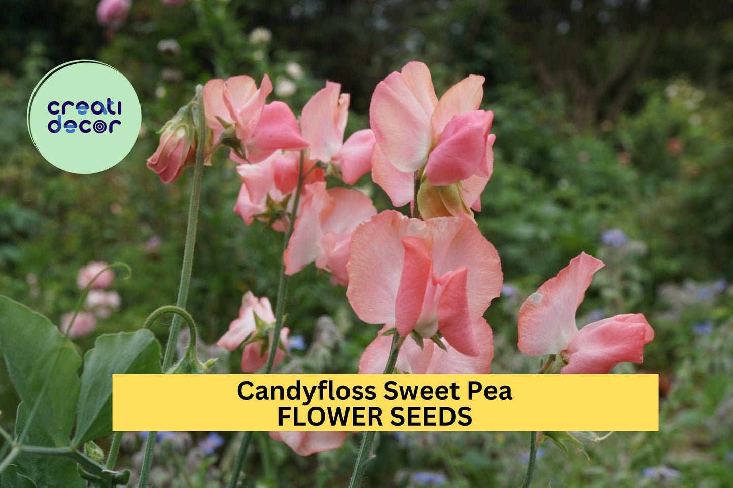 Candyfloss Sweet Pea Seeds – Blush Pink Climbing Vine for Bouquets & Gardens – Lathyrus odoratus