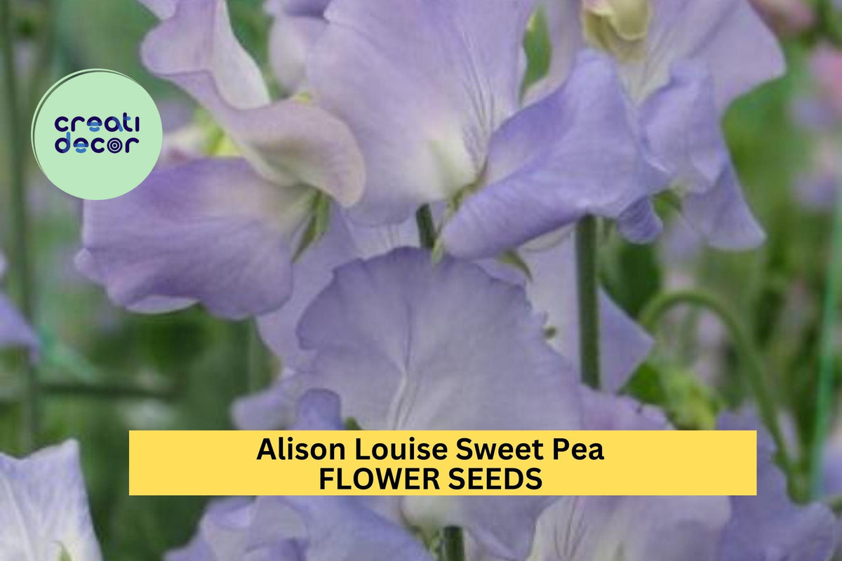 Alison Louise Sweet Pea Seeds – Pale Pink Blooms, Climbing Vine for Trellises, Bouquets & Cottage Gardens, Lathyrus odoratus, 50+ Seeds