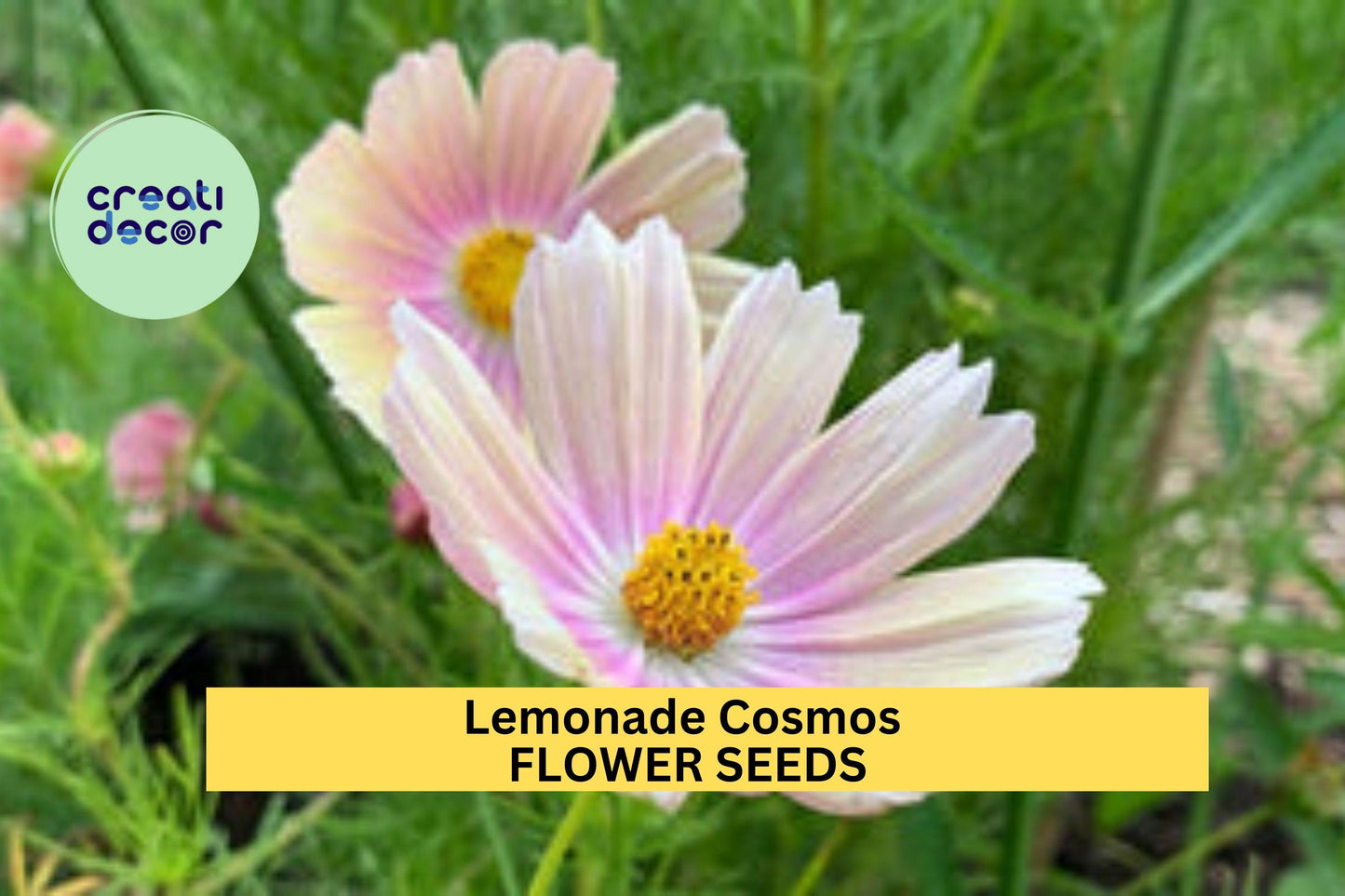 Lemonade Cosmos Seeds – 200+ Soft Yellow Blooms – Easy-to-Grow Annual for Borders, Cut Flowers & Pollinator Gardens – Cosmos bipinnatus