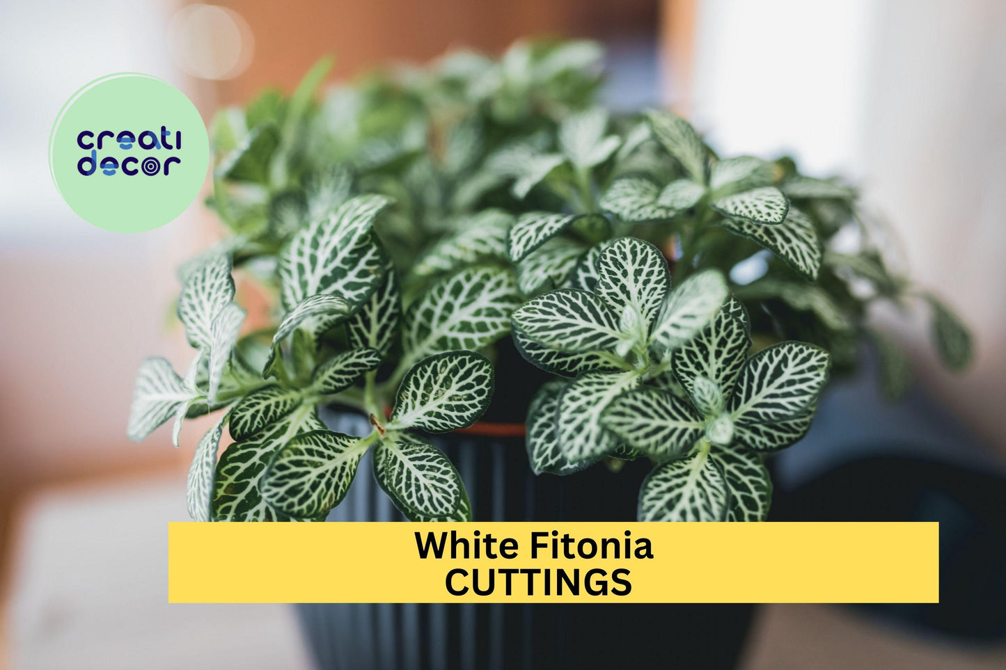 White Fittonia Cutting in Propagation Cup | Nerve Plant for Terrariums & Indoor Gardens | Fittonia albivenis