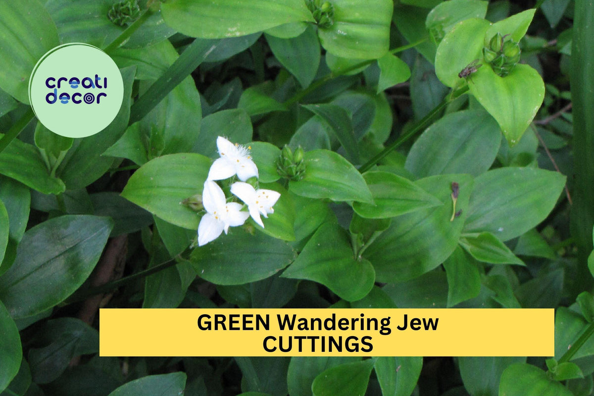 12 Green Wandering Jew Cuttings | Tradescantia fluminensis Indoor Trailing Vine | Easy Rooting, Solid Green Foliage