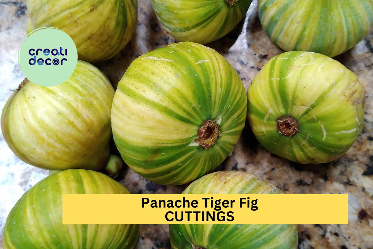 Panache Tiger Fig Cuttings | Ficus Carica 'Panache' | Striped Green-Yellow Figs with Red Flesh | Unrooted Fruit Tree