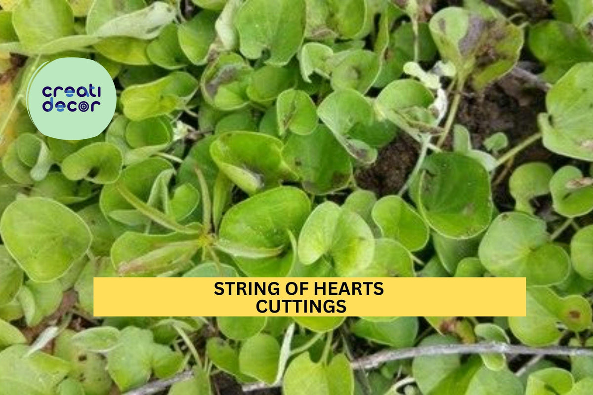 String of Hearts Cuttings 6" | Ceropegia woodii Trailing Succulent for Hanging Baskets