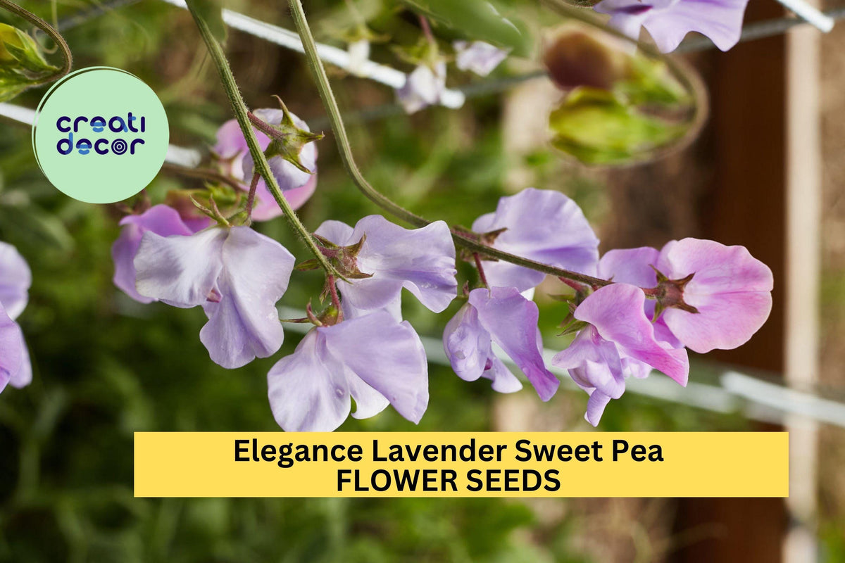 Elegance Lavender Sweet Pea Seeds – Climbing Vine with Lavender Blooms for Bouquets, Trellises & Cottage Gardens – Lathyrus odoratus
