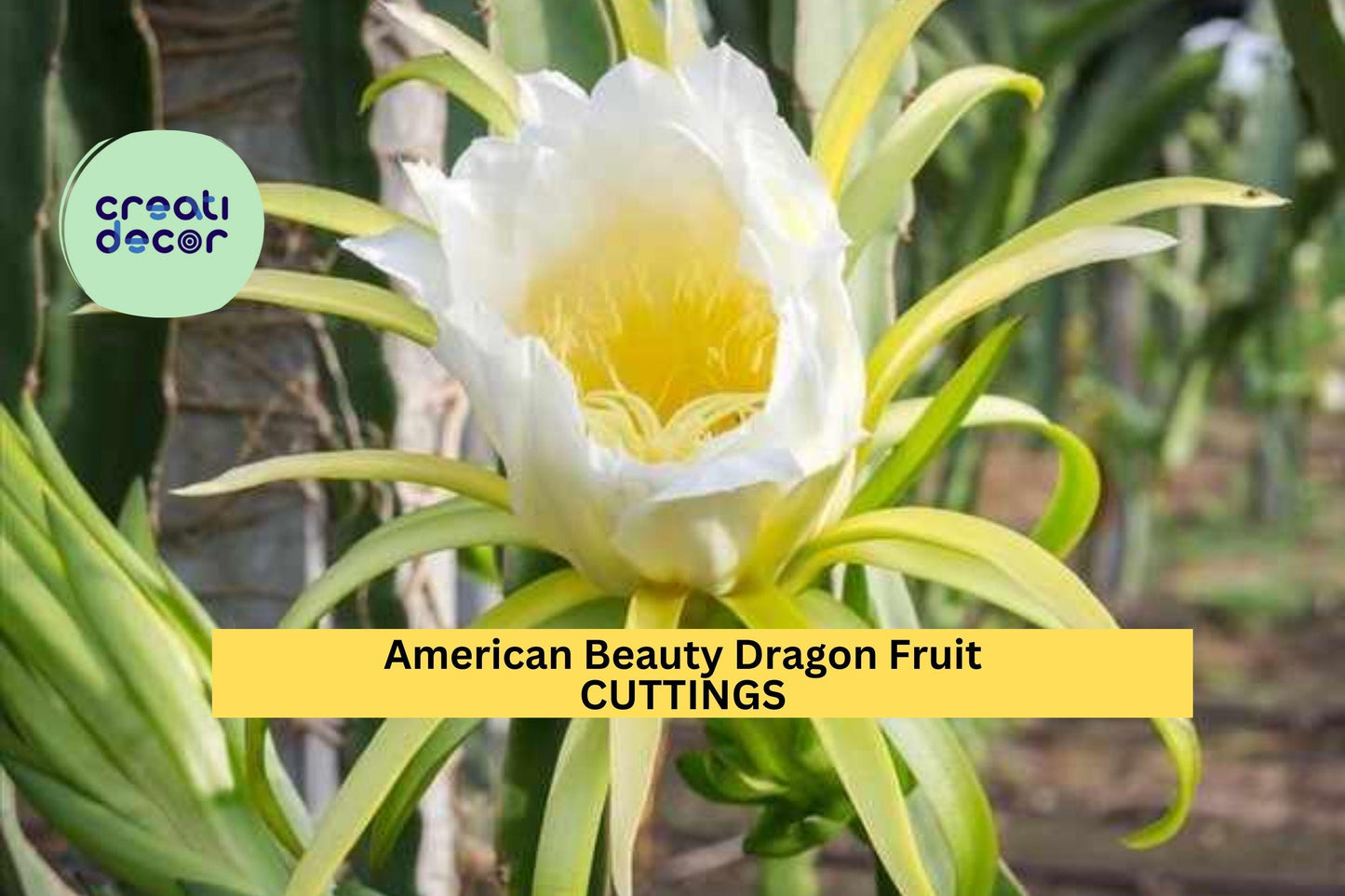 American Beauty Dragon Fruit Cuttings – 8–10" Unrooted Hylocereus Hybrid, Self-Pollinating Cactus for Fruit Growing