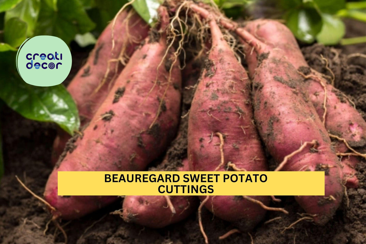 Beauregard Sweet Potato Slips Unrooted Cuttings for Planting | Ipomoea batatas 'Beauregard' | High-Yield Orange-Flesh Tubers