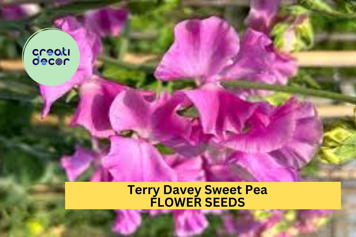 Terry Davey Sweet Pea Seeds – Lilac Mauve Climbing Flower Vine for Bouquets & Gardens – Lathyrus odoratus, 50+ Seeds