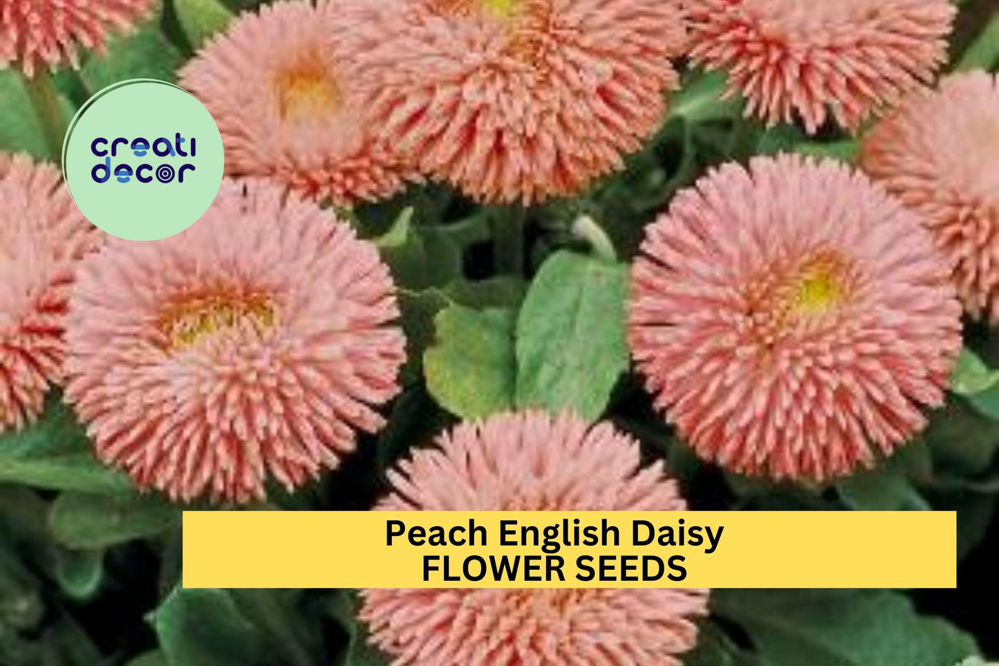 Peach English Daisy Seeds – Bellis perennis – Soft Peach-Pink Blooms for Borders, Containers, Pollinator Gardens, Perennial Plant