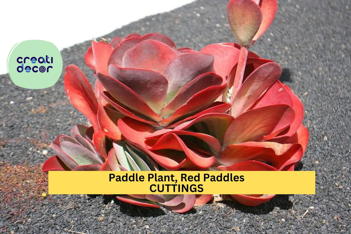 Rooted Paddle Plant Cuttings | Red Paddles Succulent | Kalanchoe Thyrsiflora / Luciae | Easy Care Houseplant or Garden Accent