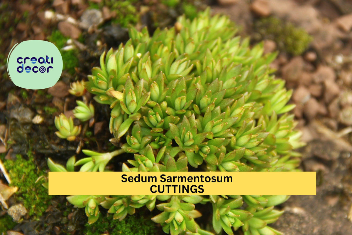 50 Sedum Sarmentosum Cuttings | Creeping Succulent Ground Cover for Gardens & Pots | Drought-Tolerant Perennial