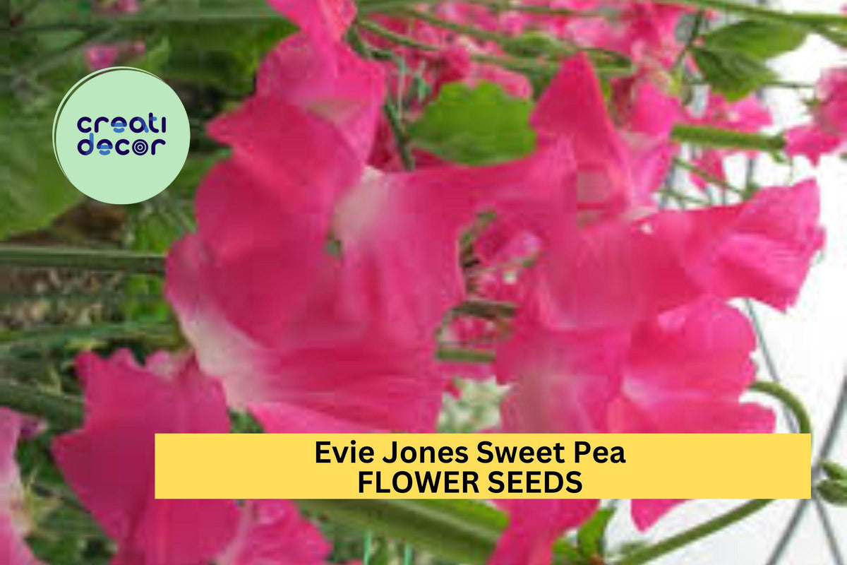 Evie Jones Sweet Pea Seeds – Magenta Pink Climbing Flower Vine for Bouquets & Gardens – Lathyrus odoratus