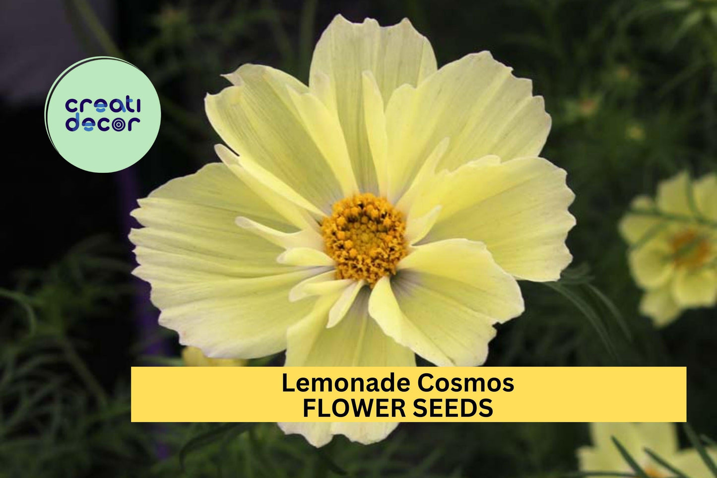 Lemonade Cosmos Seeds – 200+ Soft Yellow Blooms – Annual Flower for Borders, Cut Flowers & Pollinator Gardens – Cosmos bipinnatus