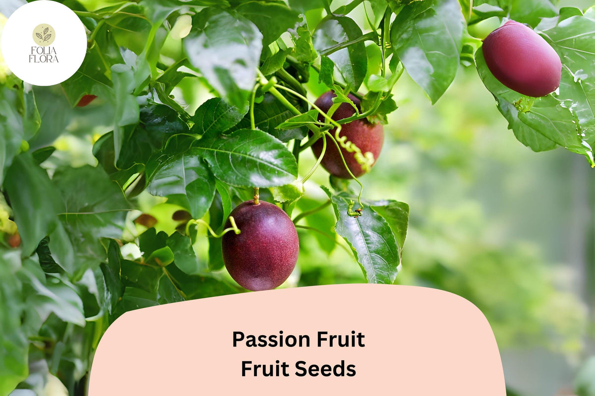 50 Passion Fruit Seeds – Tropical Edible Fruit Vine Passiflora edulis for Garden, Patio & Indoor Growing