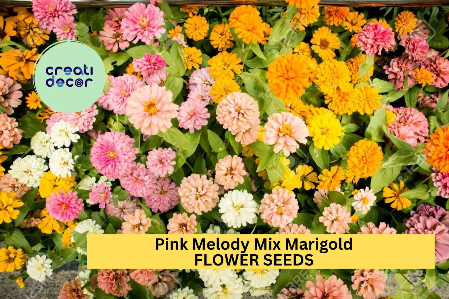 Zinnia Seeds Mix – Bright Red, Orange & Yellow Blooms – Heat-Tolerant Annuals – Zahara Bonfire, Garden Flower Seeds