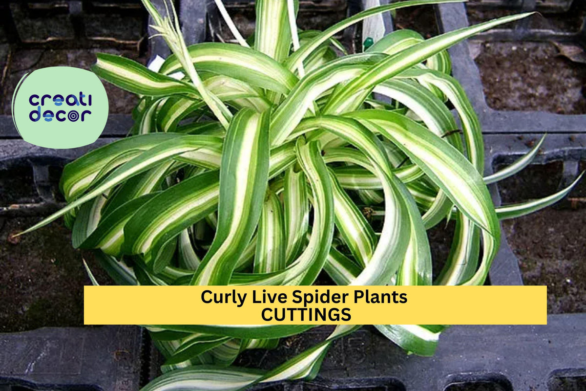 Curly Spider Plant Cuttings | 3 Rooted Chlorophytum comosum ‘Bonnie’ | Variegated Green & White Indoor Houseplant