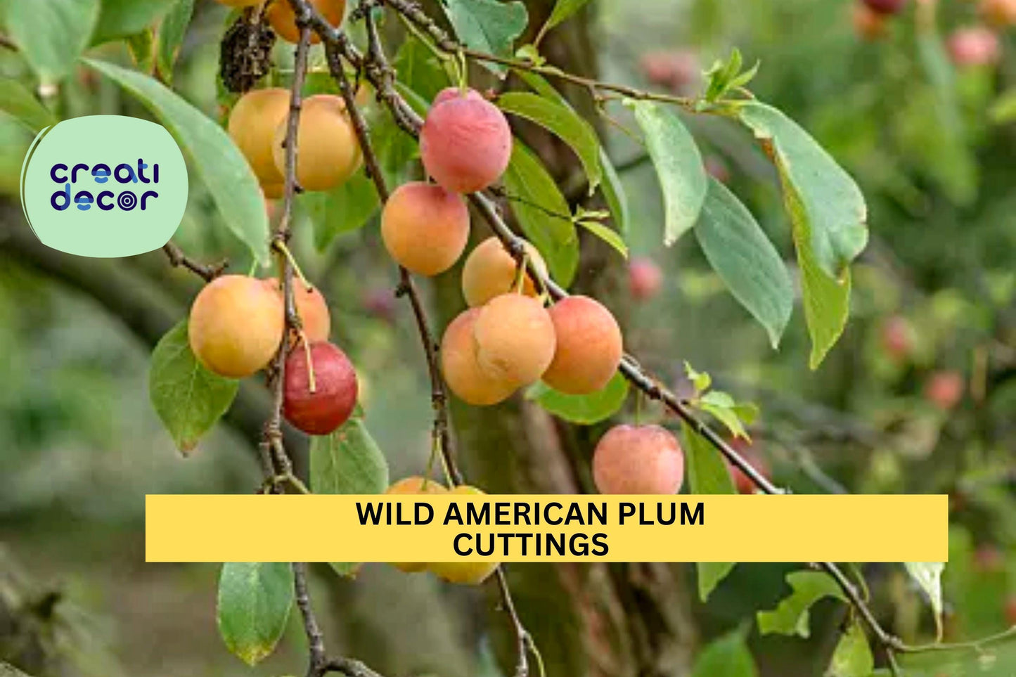 12 Wild American Plum Cuttings Prunus americana Native Edible Tree for Grafting & Wildlife Habitat