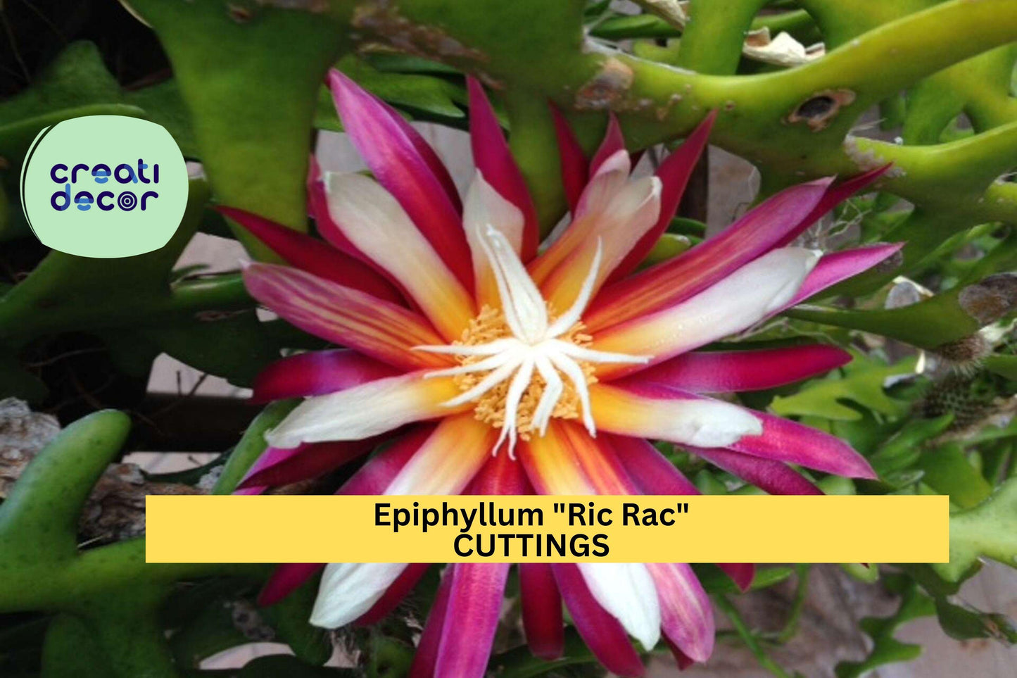 Epiphyllum Ric Rac Cactus Cutting | 5–9 Inch Fishbone Zig Zag Trailing Houseplant | Easy to Root Epiphyllum anguliger