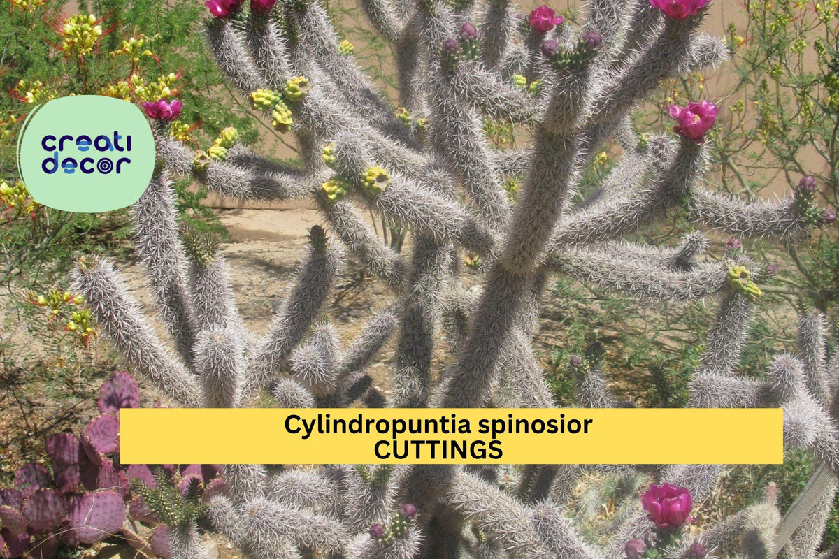 Cylindropuntia spinosior Cutting | Cane Cholla Cactus Segment | Drought-Tolerant Desert Plant | Cold Hardy Succulent