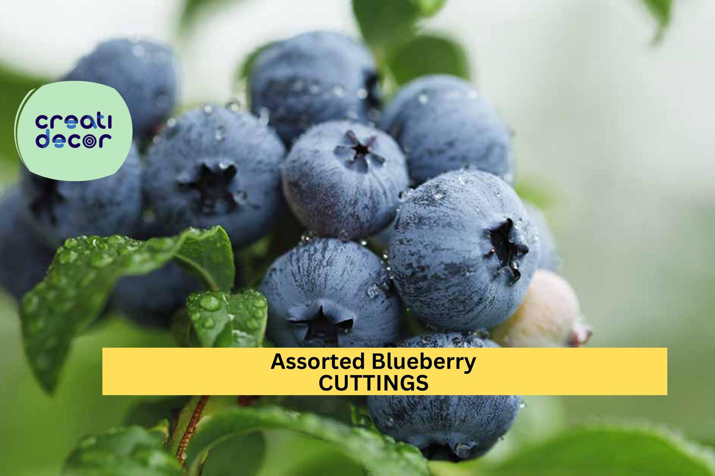 Blueberry Cuttings Assorted Vaccinium spp. Unrooted Organic Fruit Plant Propagation Starter