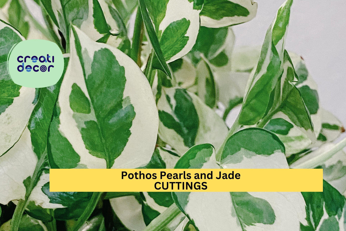Pothos Pearls and Jade Cuttings | Variegated Epipremnum aureum | Indoor Trailing Houseplant | Easy Care Vining Plant