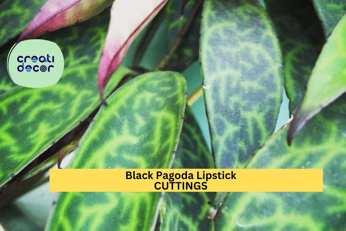 Black Pagoda Lipstick Plant Cuttings – Aeschynanthus longicaulis, Unrooted Tropical Vine, Exotic Foliage, Houseplant Starter