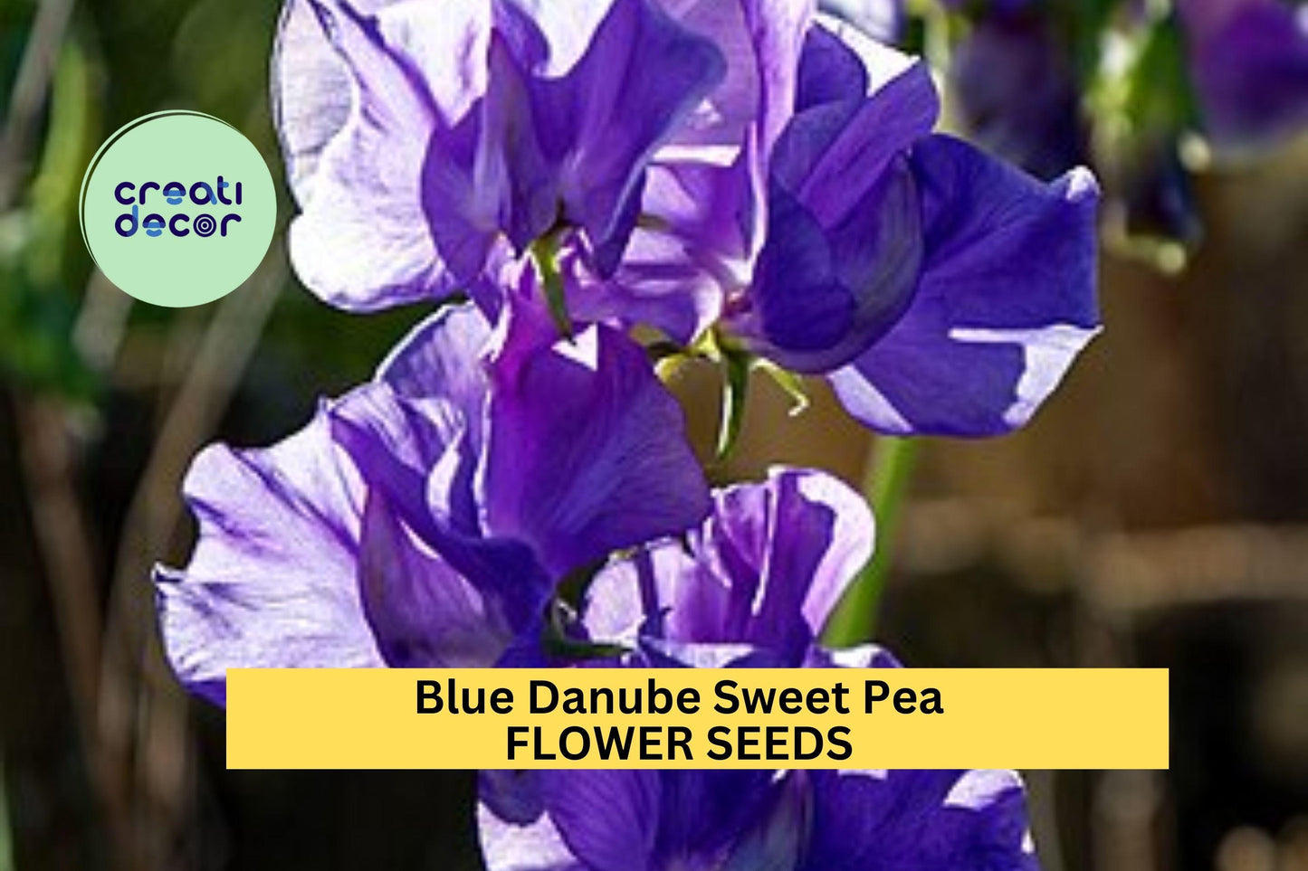Blue Danube Sweet Pea Seeds – Fragrant Blue-Violet Climbing Vines for Trellises & Bouquets – Lathyrus odoratus, 50+ Seeds