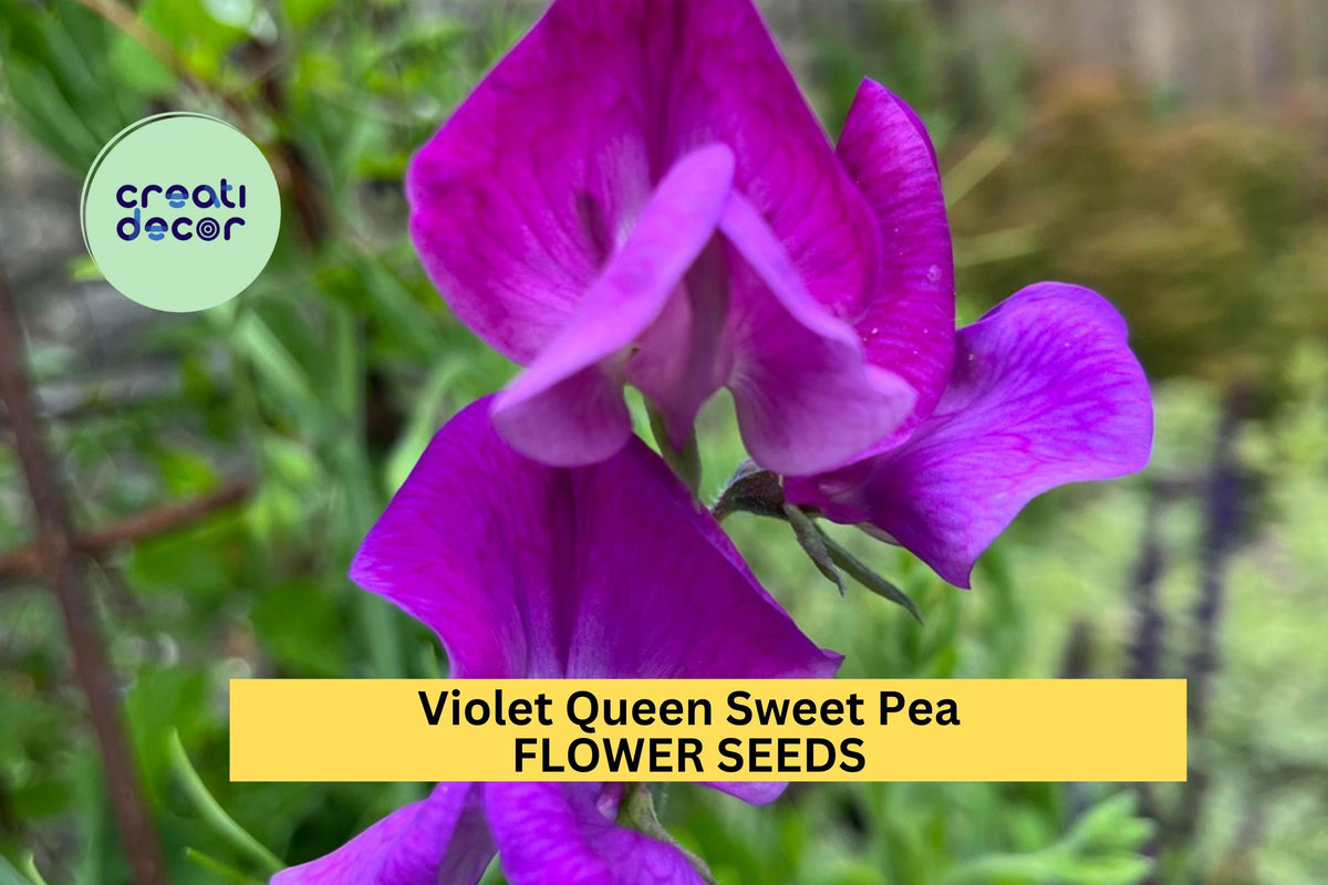 Violet Queen Sweet Pea Seeds – Fragrant Deep Violet Climbing Vines for Trellises & Fences – Lathyrus odoratus, 50+ Seeds
