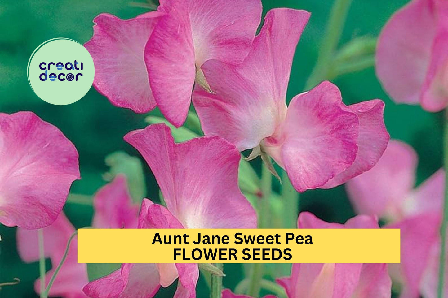 50+ Aunt Jane Sweet Pea Seeds – Soft Pink Fragrant Climbing Vines for Gardens & Bouquets – Lathyrus odoratus