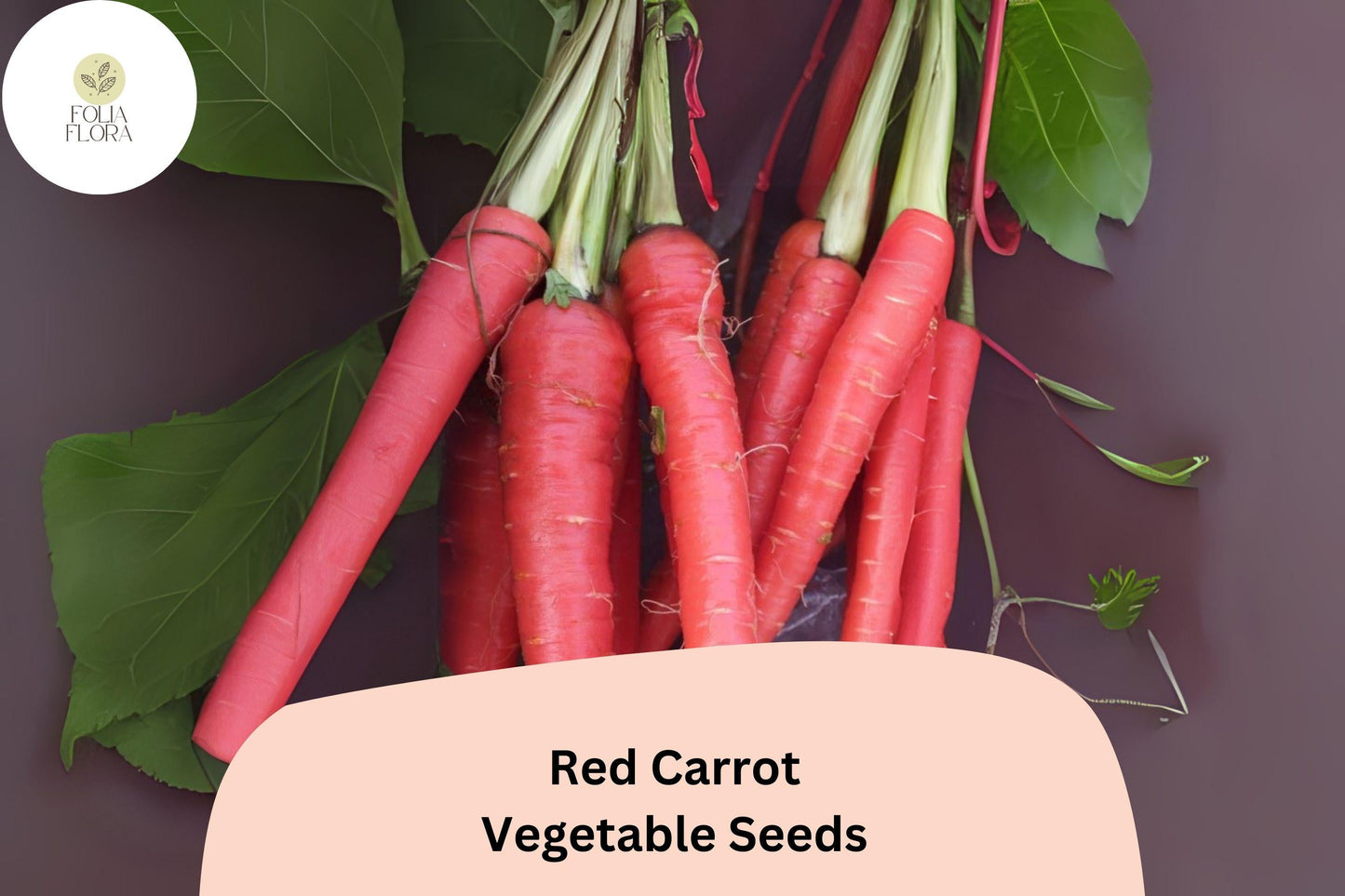 Red Carrot Seeds – Heirloom Daucus carota, 1000 Pack for Container & Garden Bed Cultivation