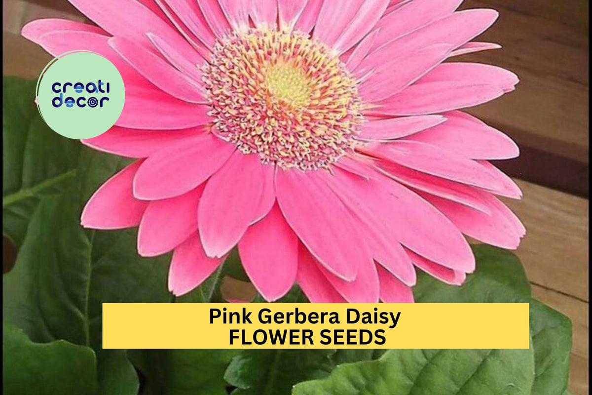Pink Gerbera Daisy Seeds – 200+ Bright Pink Blooms for Garden, Borders & Containers – Gerbera jamesonii, Cut Flowers, Full Sun Planting
