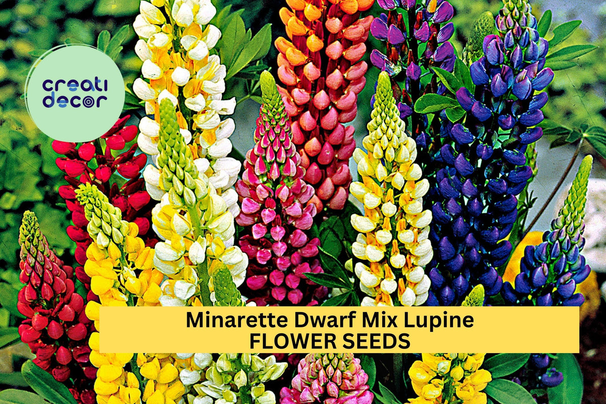 25+ Minarette Dwarf Mix Lupine Seeds – Compact Perennial Flowers in Pink, Purple, Blue, White & Yellow – Lupinus polyphyllus for Borders & Containers