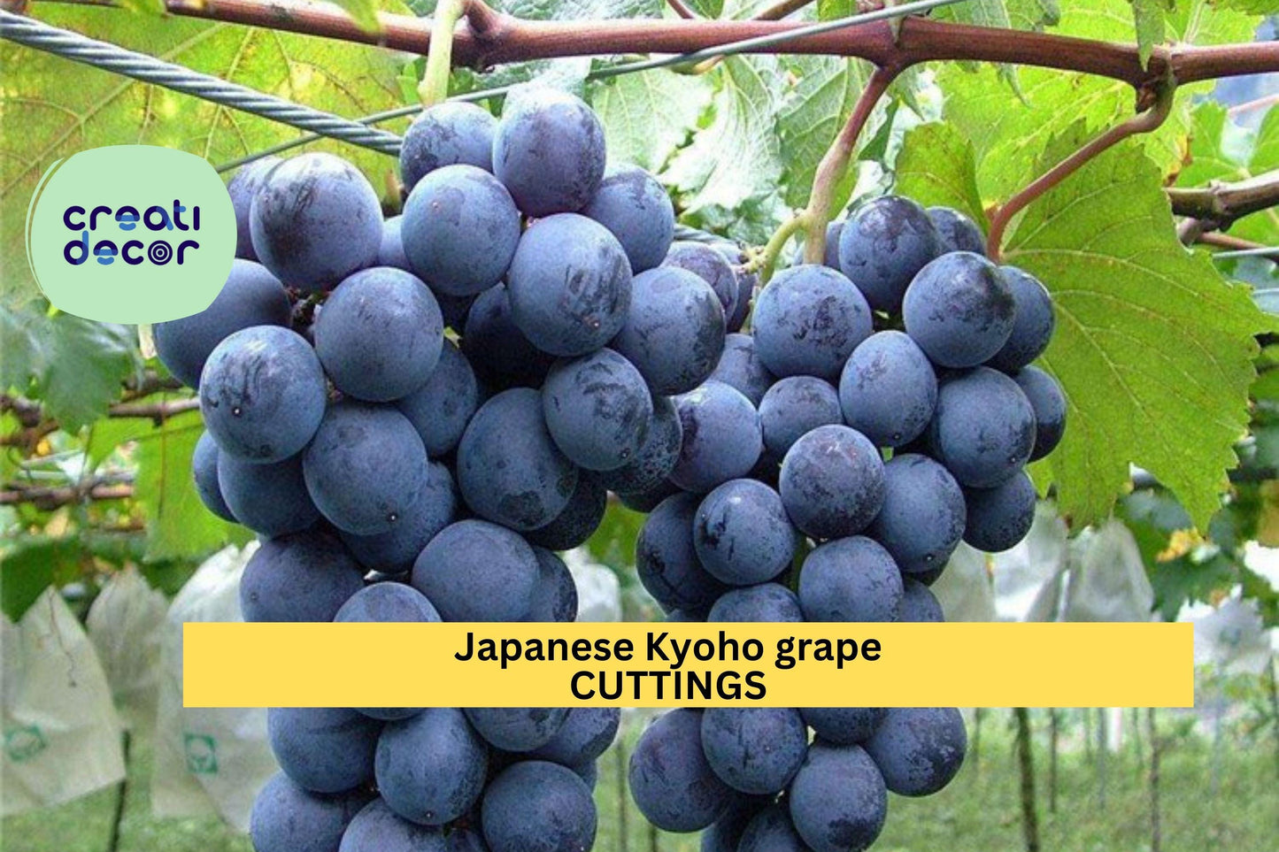 Kyoho Grape Cuttings - Unrooted Japanese Table Grape Scions - Vitis labrusca × vinifera - Sweet Juicy Purple-Black Fruits
