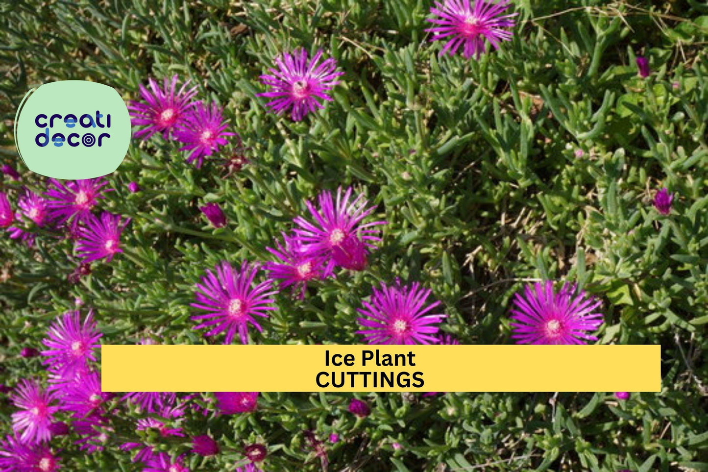 Magenta Ice Plant Cuttings, Delosperma cooperi, Drought Tolerant Ground Cover, Bright Blooming Succulent, Hardy, 5 Pack