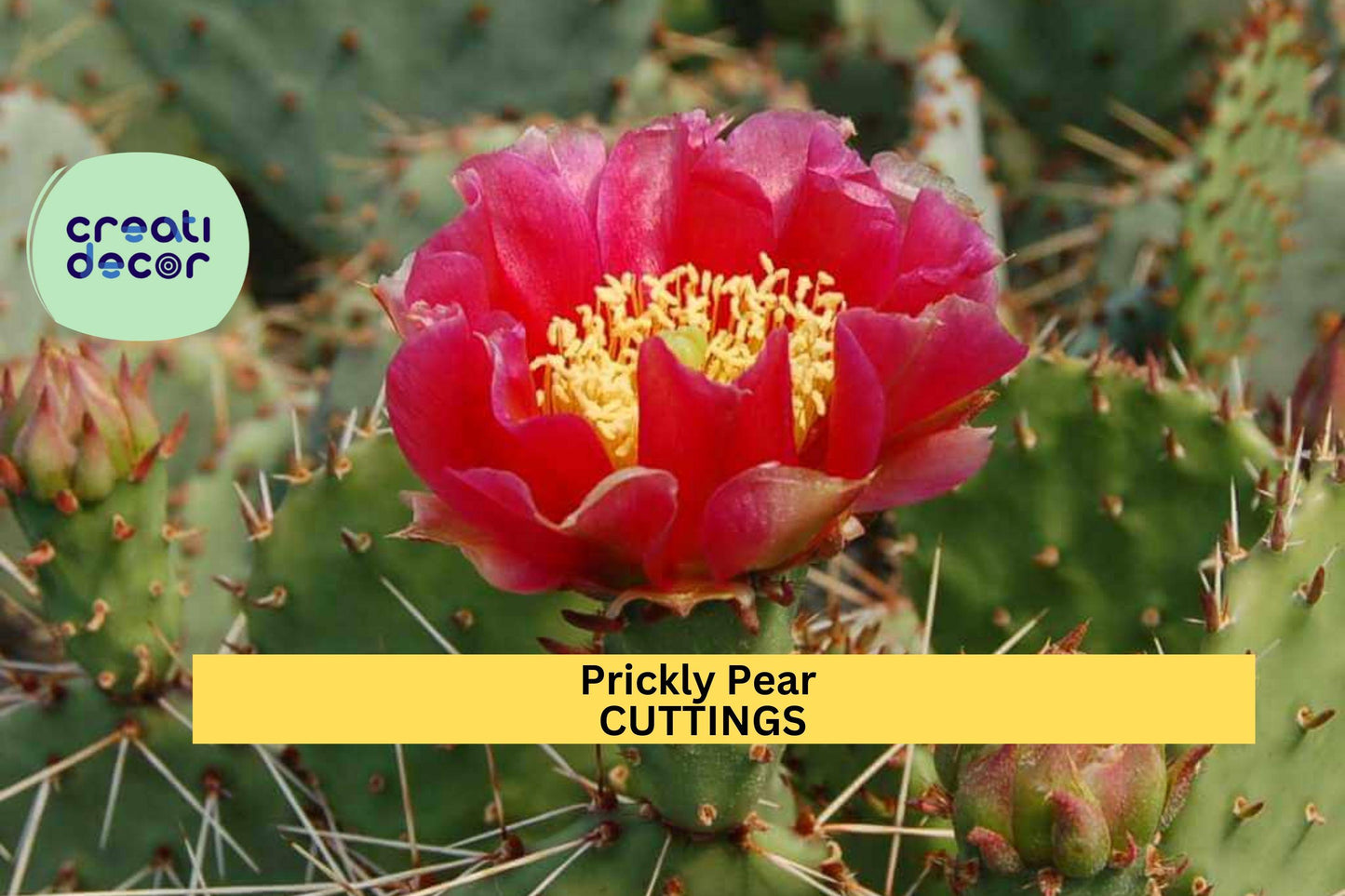 Opuntia 'Fruit Punch' Prickly Pear Cactus Pad | Edible Fruit Hybrid Segment | Drought-Tolerant Desert Plant | Live Succulent Segment