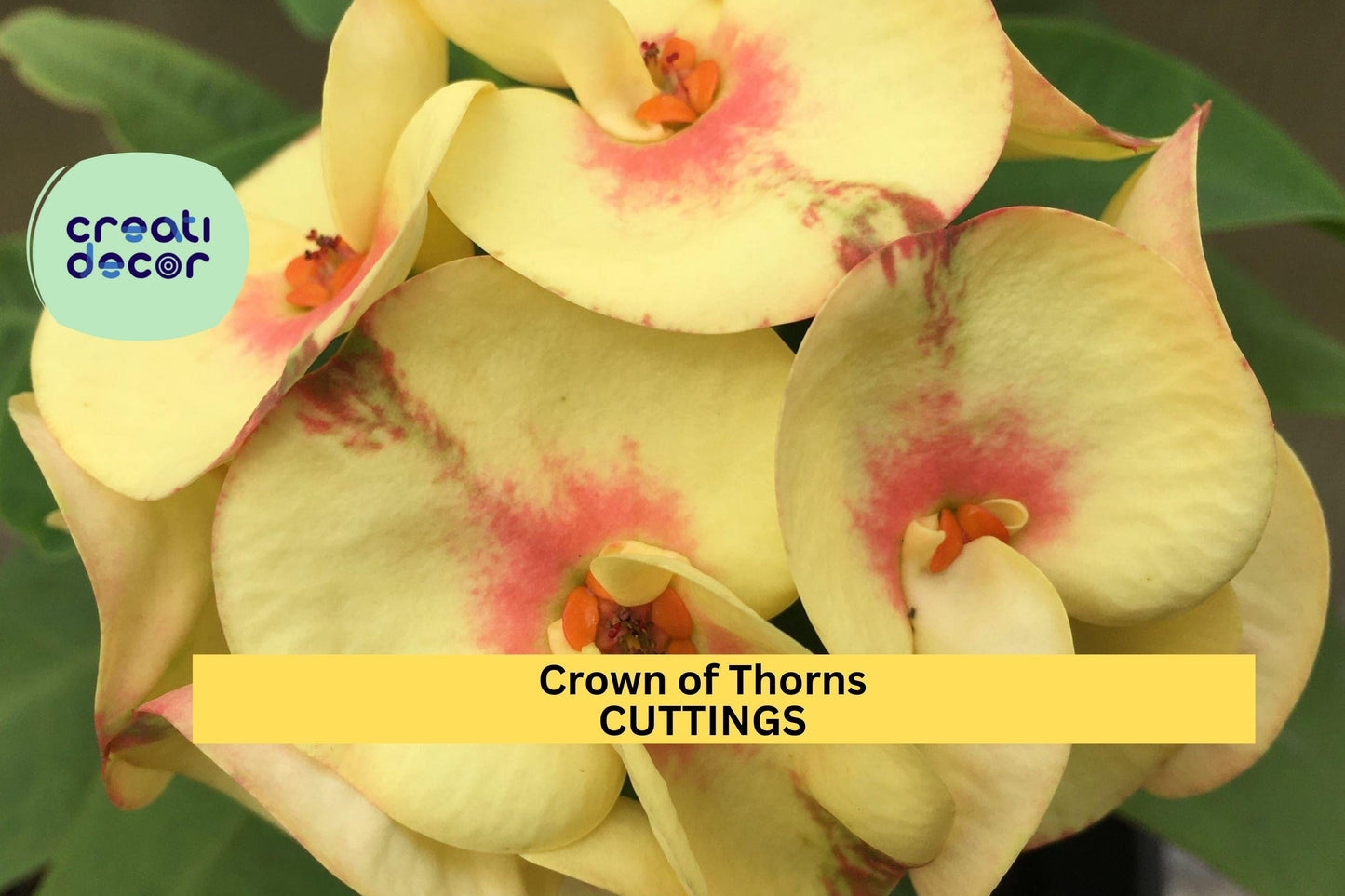 Euphorbia Milii Crown of Thorns 'Chloe' Rooted Cutting | Indoor Succulent with Bright Flowers | Rare Thai Hybrid Plant