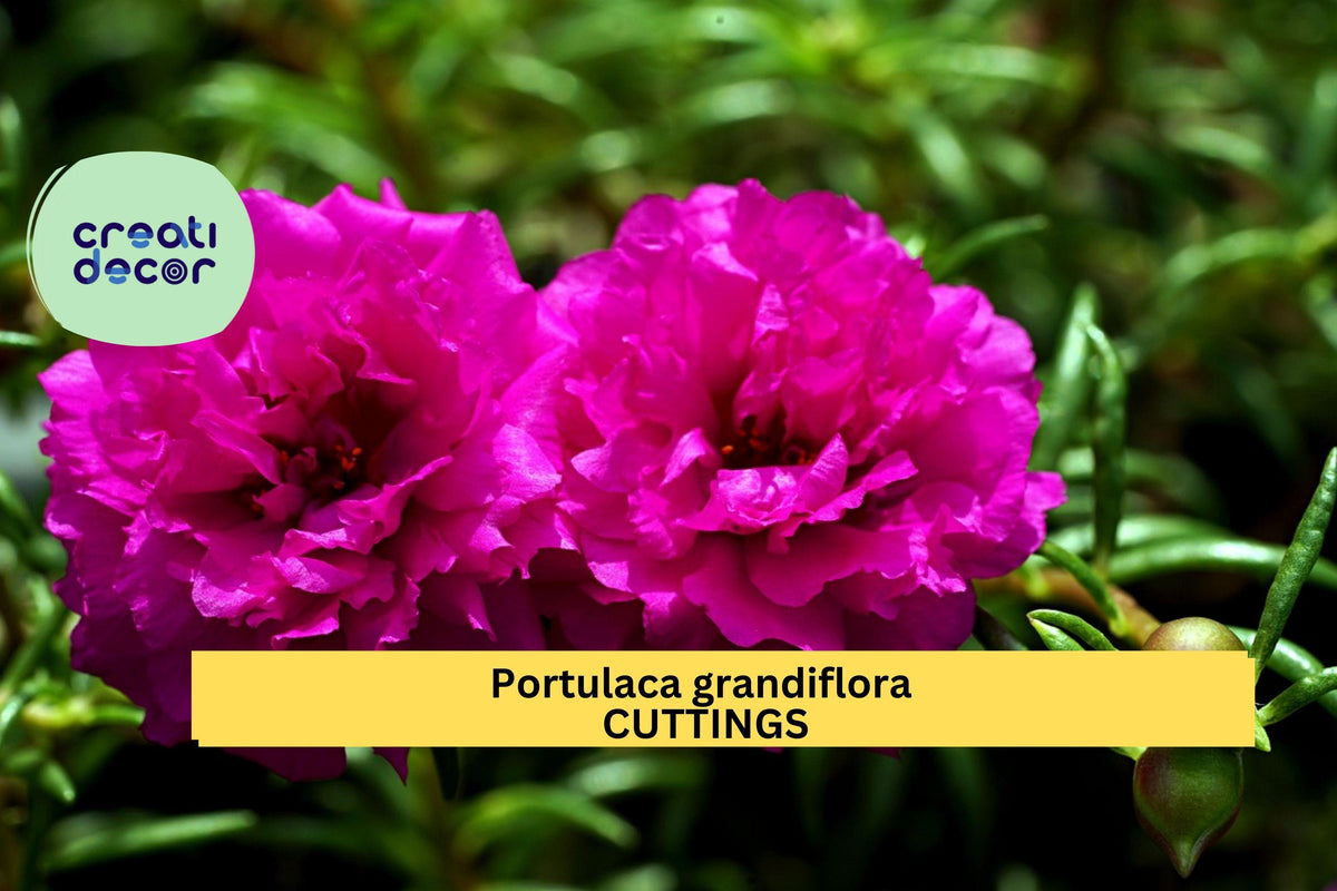 Purple Batik Portulaca Cuttings | Unrooted Succulent Starter | Drought-Tolerant Moss Rose Grandiflora | Fast Blooming Ground Cover