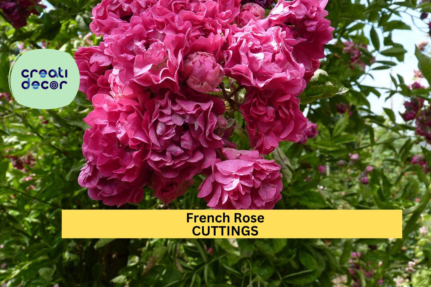 French Rose Cuttings – Heirloom Rosa spp. – Unrooted Stem Starter for Propagation, Fragrant Old World Rose, Garden Border or Hedge