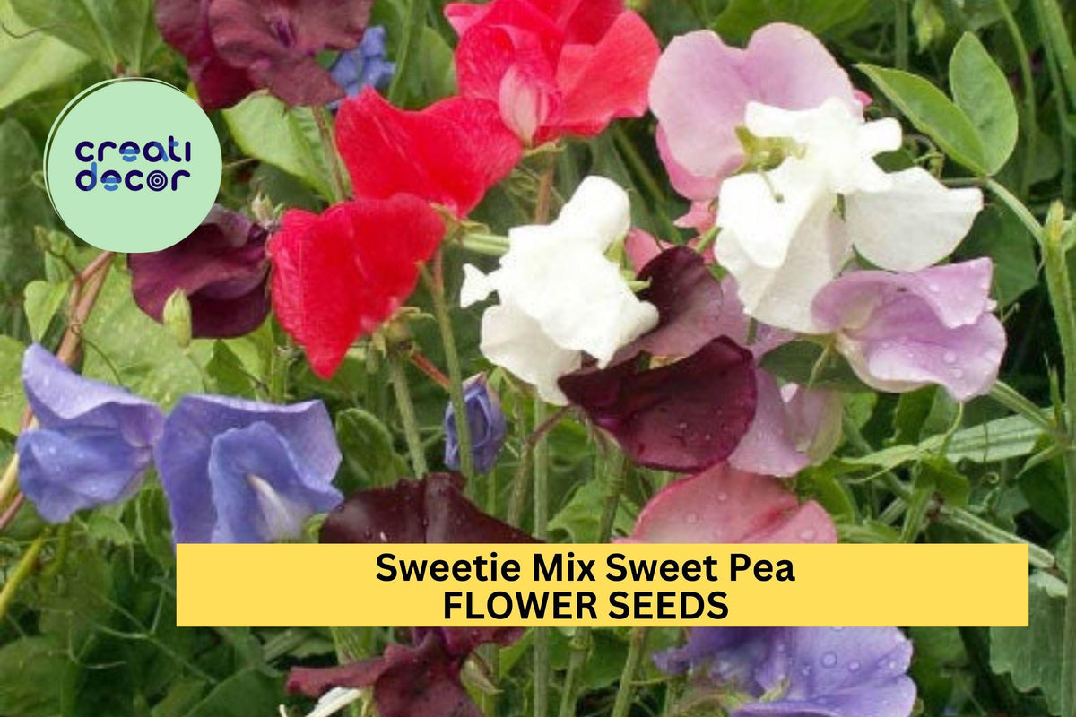 Sweet Pea Seeds 50+ Pack – Dwarf Fragrant Mix for Borders & Containers – Lathyrus odoratus Annual Planting