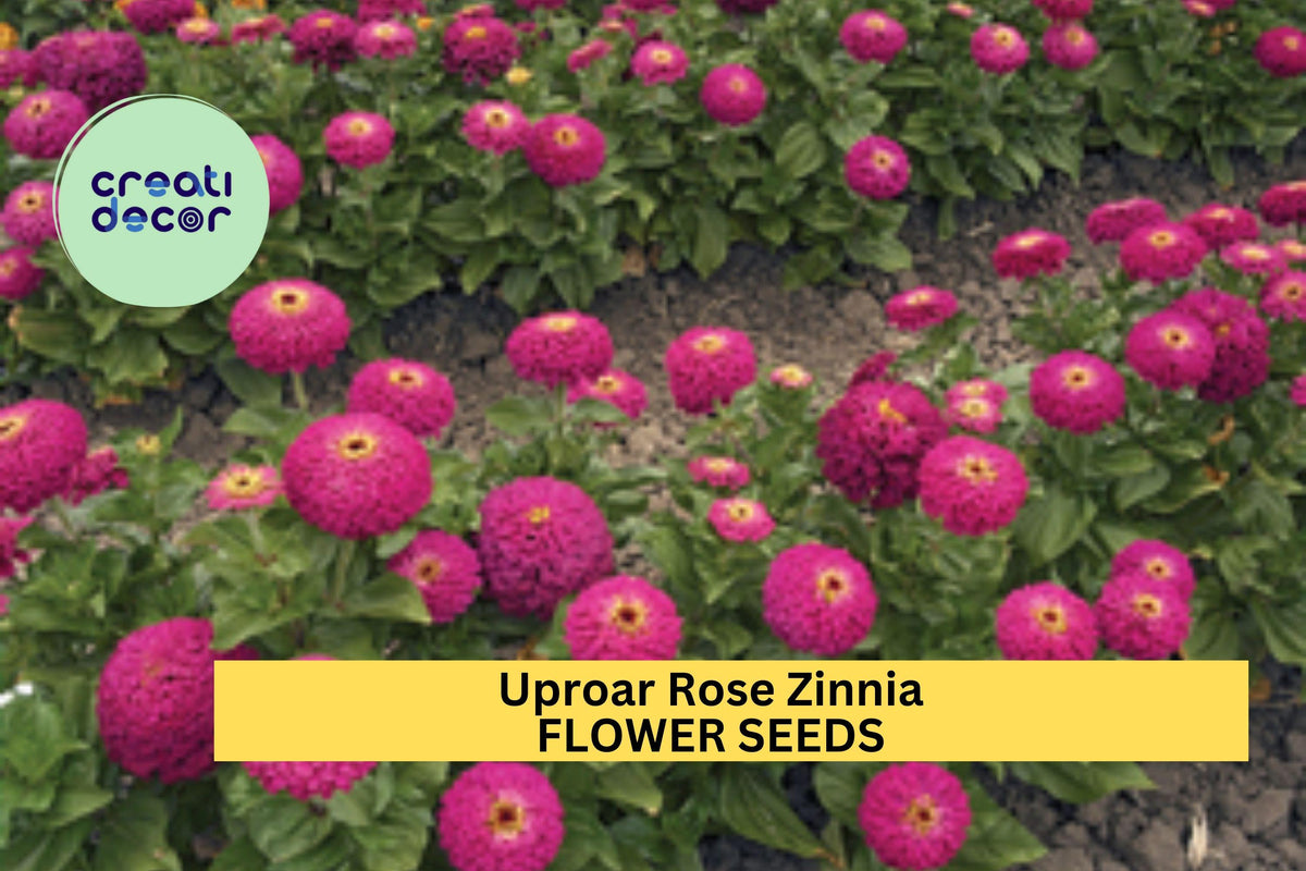 100+ Uproar Rose Zinnia Seeds – Vibrant Rose-Pink Double Blooms, Zinnia elegans for Garden Beds, Borders & Cut Flowers
