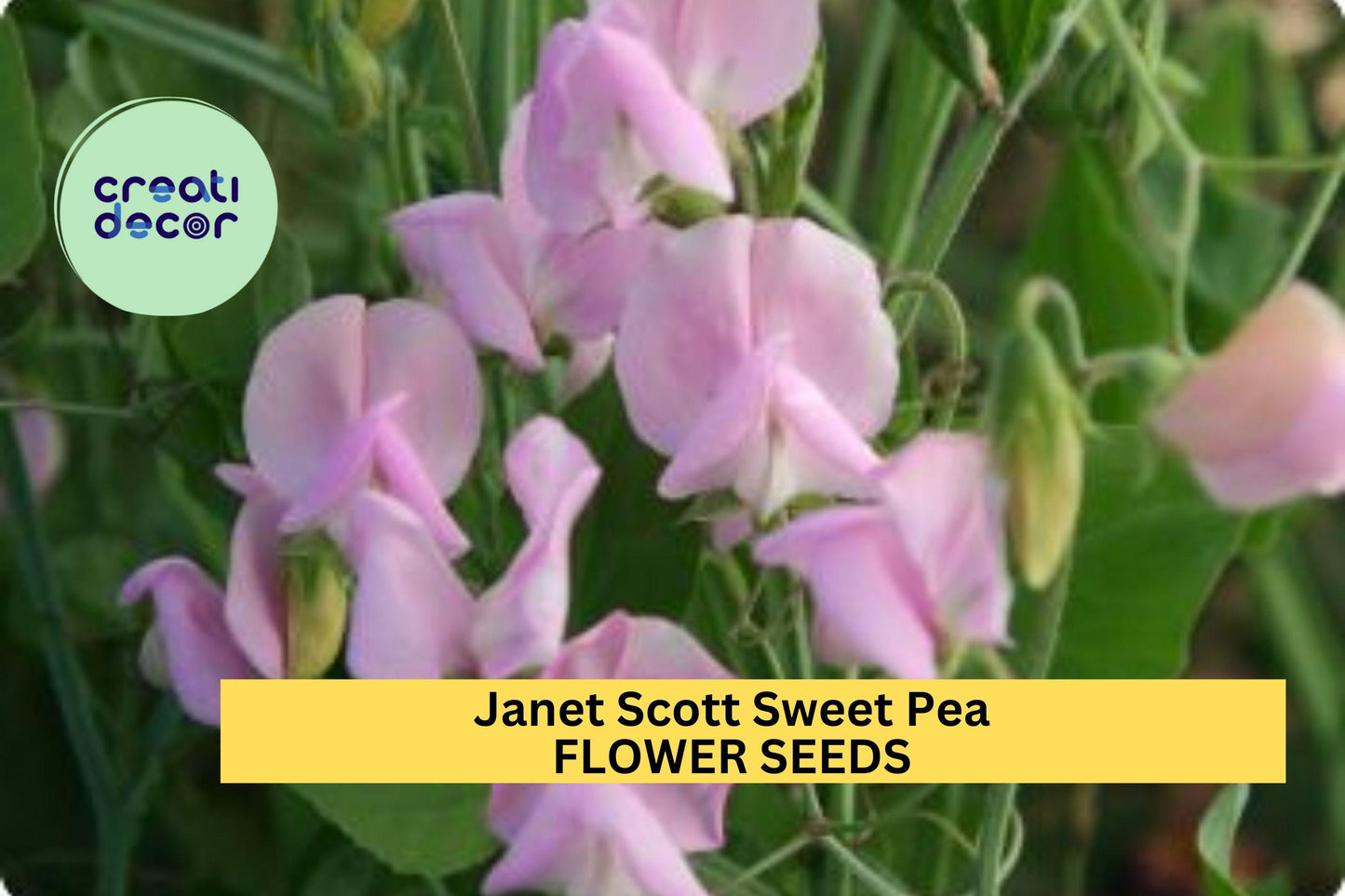 50+ Janet Scott Sweet Pea Seeds – Fragrant Rose-Pink Climbing Vines for Gardens & Bouquets – Lathyrus odoratus, Heirloom Annual