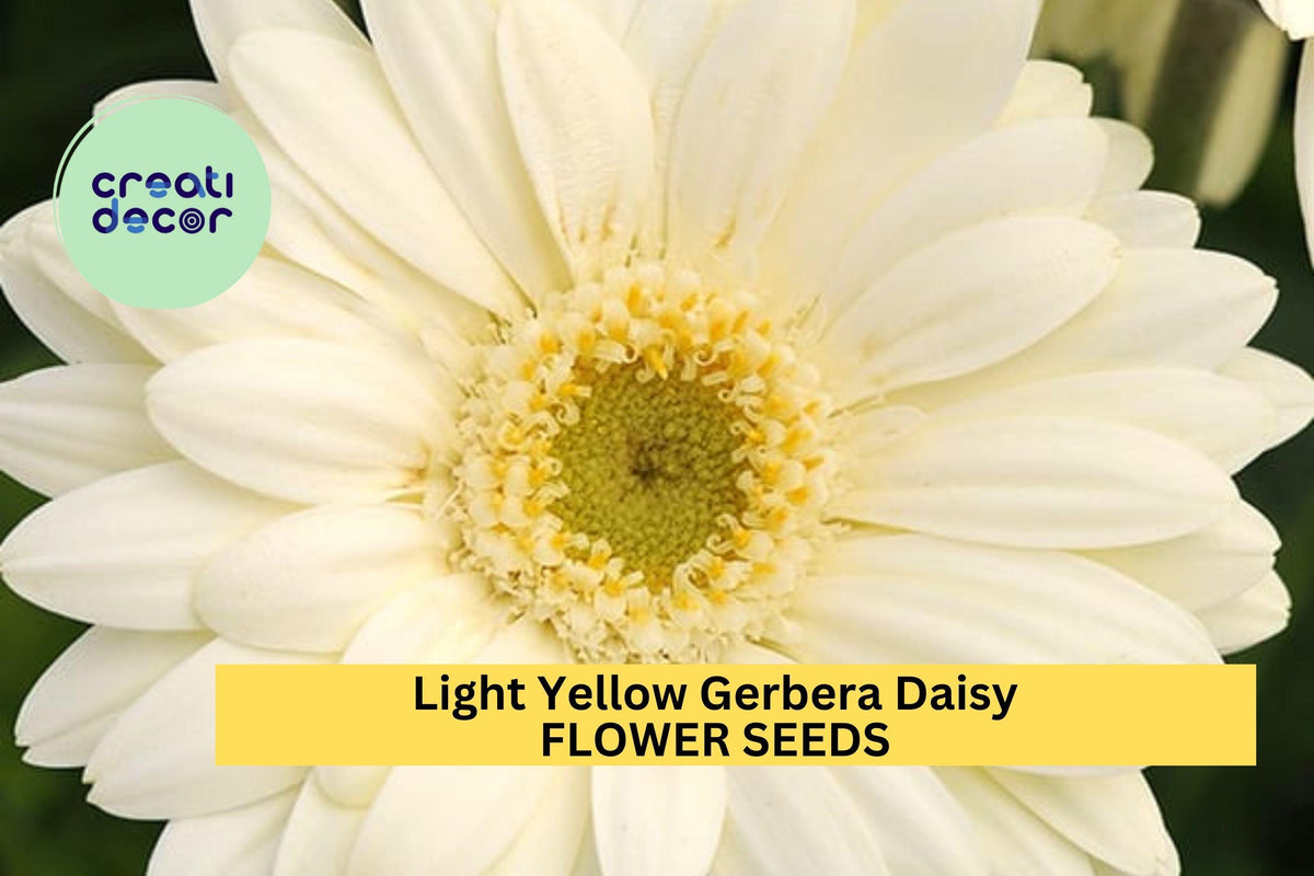 200+ Light Yellow Gerbera Daisy Seeds – Gerbera jamesonii Soft Yellow Blooms for Garden, Pots & Bouquets