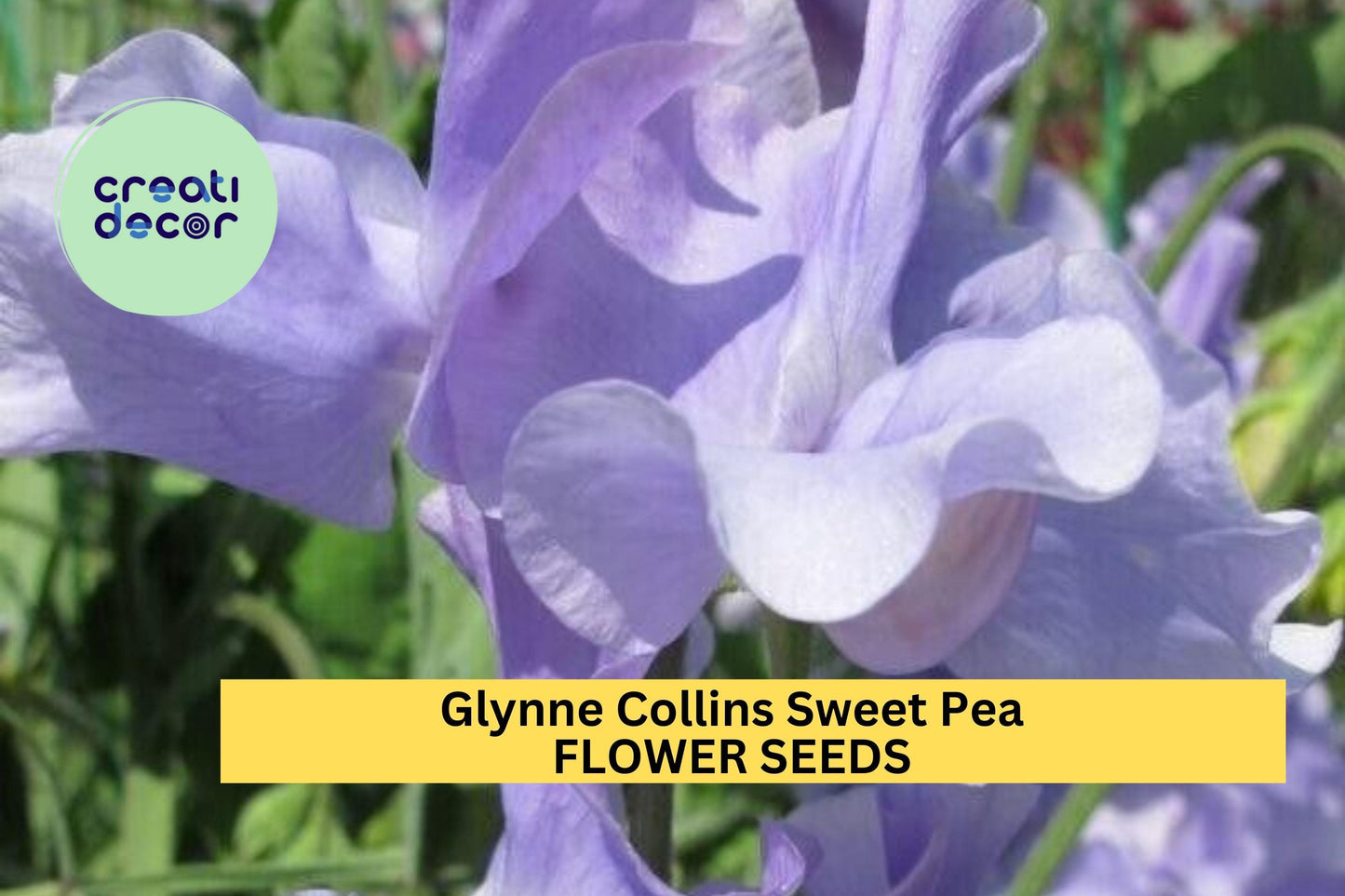 50+ Glynne Collins Sweet Pea Seeds – Fragrant Deep Pink Blooms, Climbing Vines for Trellises & Bouquets, Lathyrus odoratus