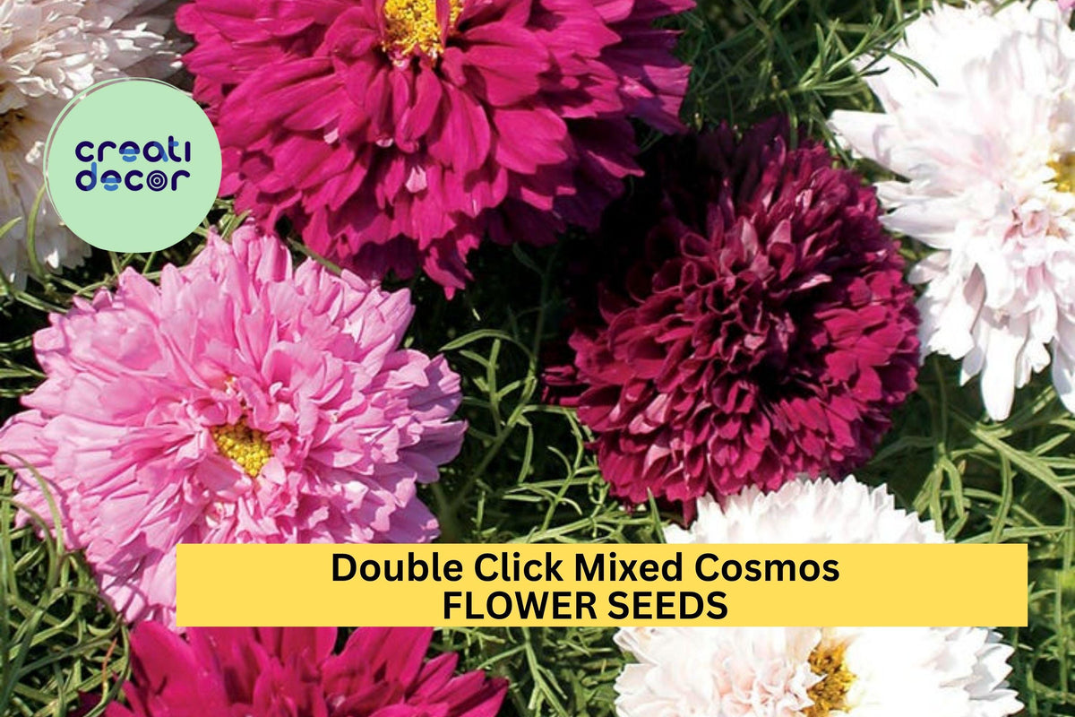 200+ Double Click Cosmos Seeds – Pink, White & Rose, Frilly Double Blooms, Cosmos bipinnatus, Garden, Cottage, Pollinator, Cut Flower