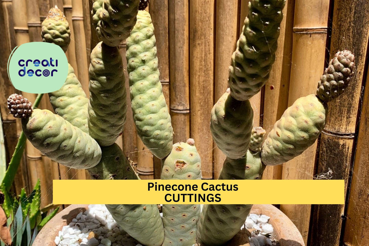 Tephrocactus Articulatus Var. Diadematus Cutting | Pine Cone Cactus Segment | Rare Succulent Plant | Live Propagation Segment