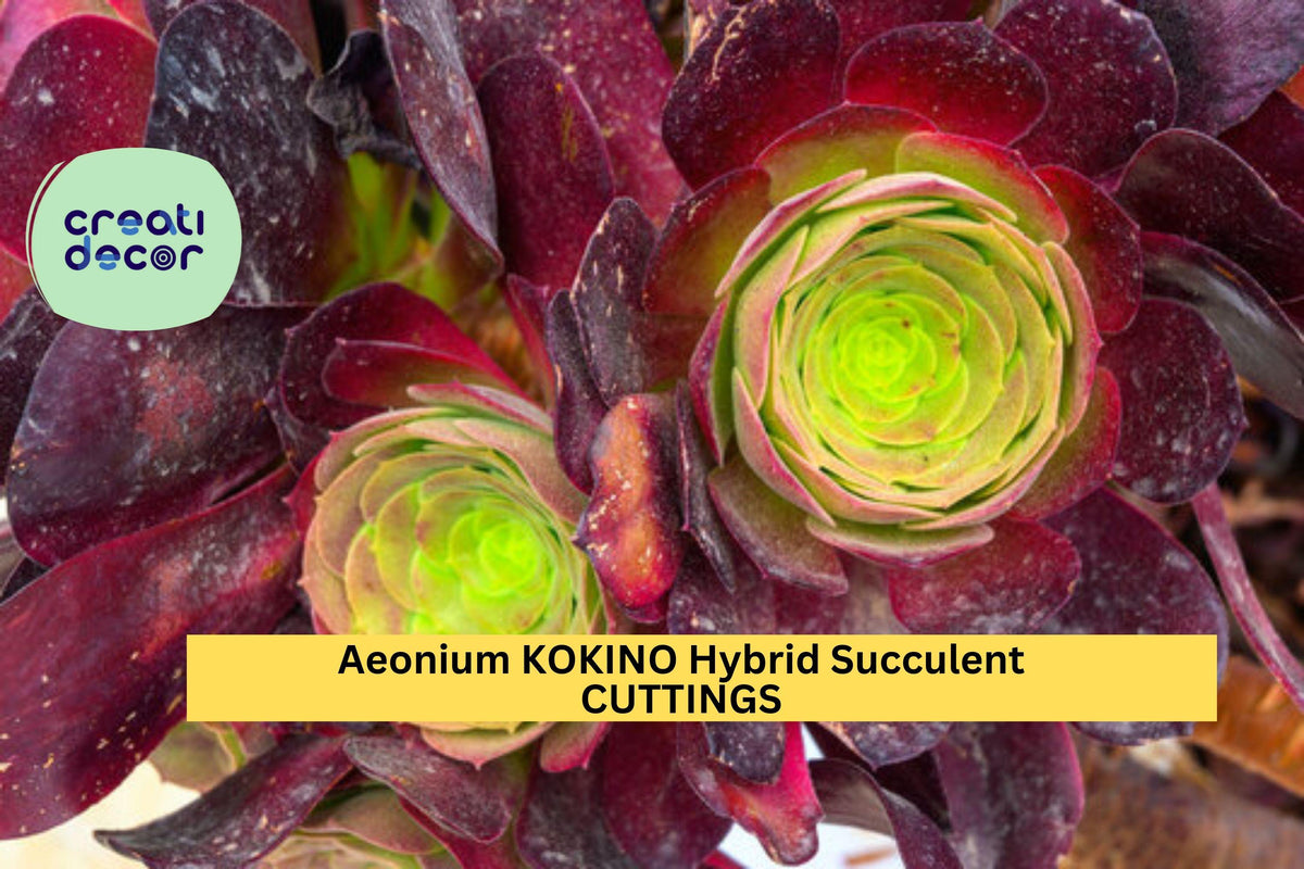 Rare Aeonium Kokino Hybrid Succulent Cuttings – 2 Unrooted Rosette Plants for Propagation, Colorful Desert Succulent