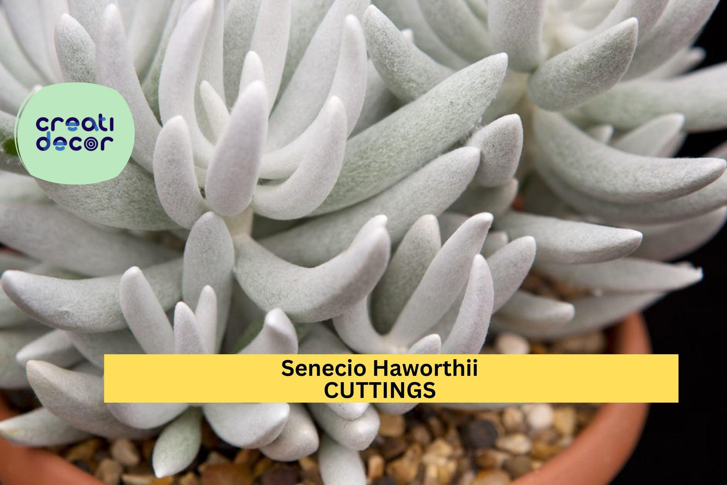 Succulent Cutting 4" Senecio haworthii Cocoon Plant Fuzzy White Leaves Rare Snowy Succulent