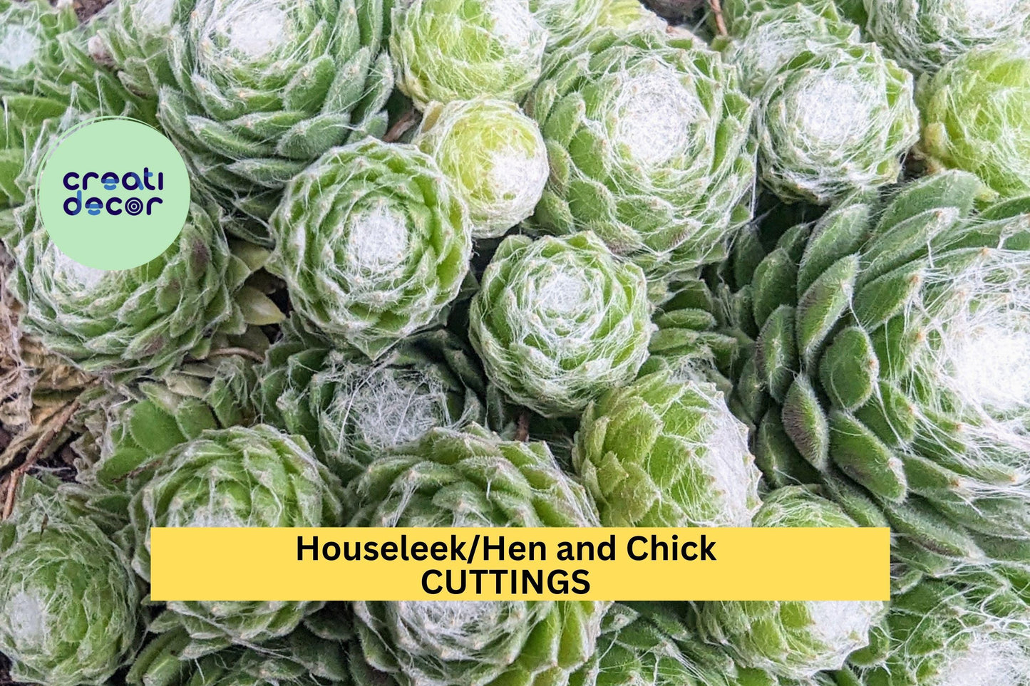 10 Sempervivum Hens & Chicks Succulents Set – Mixed Varieties, Hardy Drought-Tolerant Plants for Rock Gardens & Containers