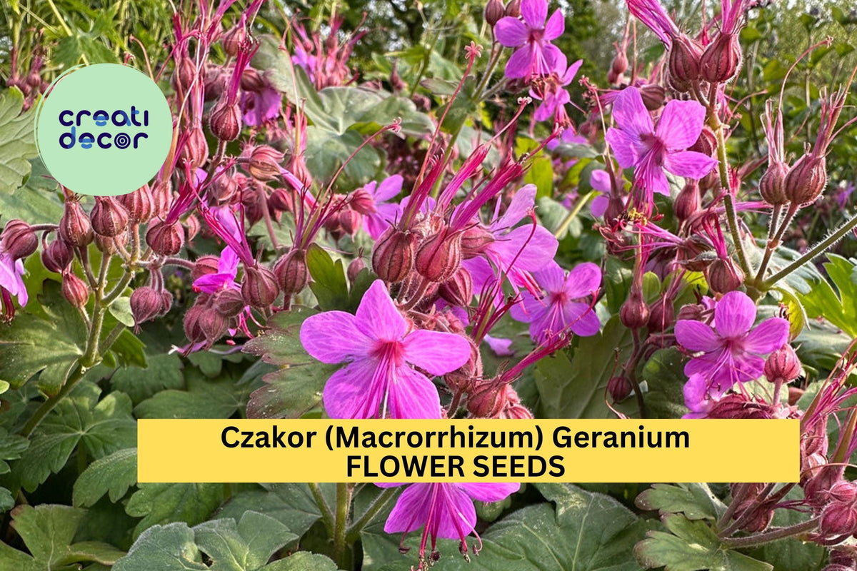 25+ Czakor Geranium Seeds – Magenta-Pink Groundcover, Drought-Tolerant Perennial, Geranium macrorrhizum for Garden, Borders & Shade